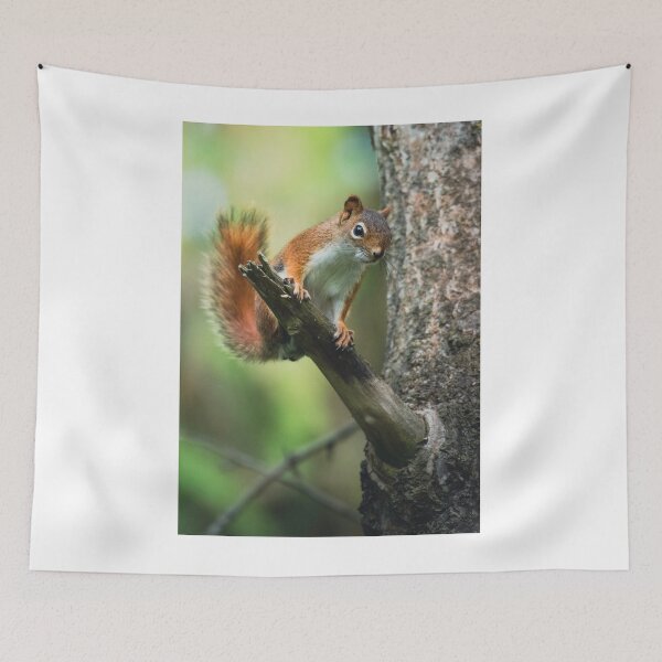Item preview, Animals | American Red Squirrel designed and sold by YI-Creations.