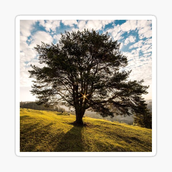 "Oak tree" Sticker for Sale by Hoochinator Redbubble