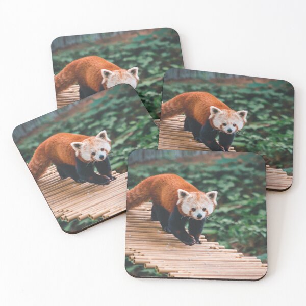 Item preview, Red Panda Walking across a bamboo bridge designed and sold by Michael Deemer.