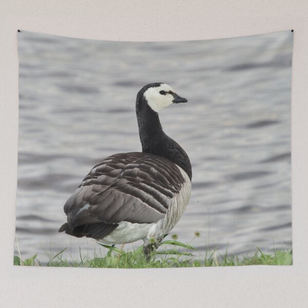 Item preview, Barnacle goose by the lake designed and sold by Jouko Lehto Photography.