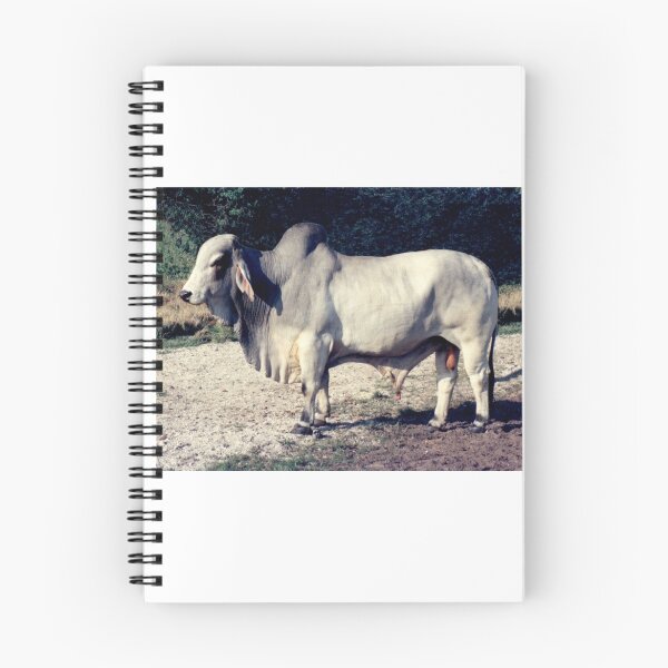 Item preview, BRAHMAN BULL designed and sold by TomBaumker.