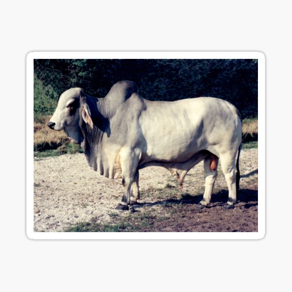 BRAHMAN BULL Sticker