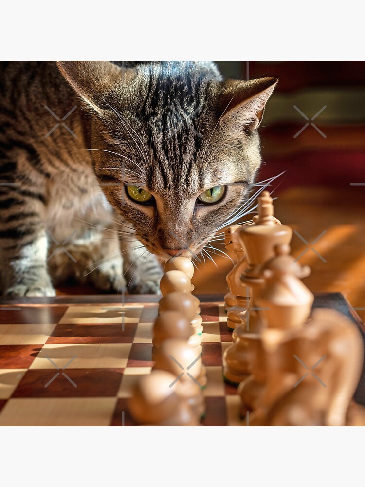 Green Eyed Cat Strategizes Next Chess Move Sticker for Sale by  CreatedProto