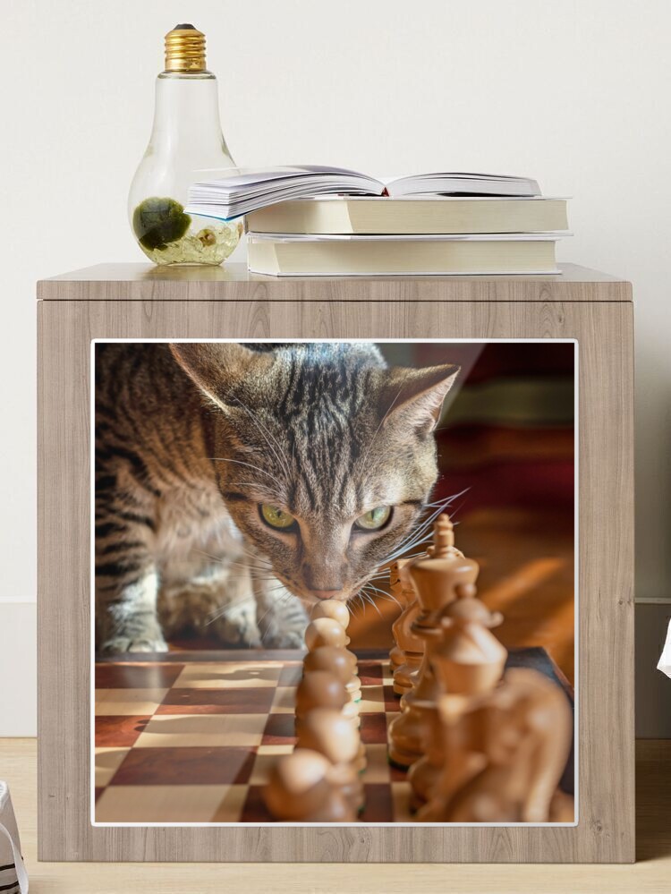 Green Eyed Cat Strategizes Next Chess Move | Sticker