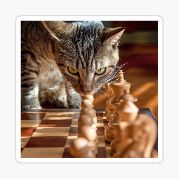 Green Eyed Cat Strategizes Next Chess Move Sticker for Sale by