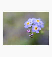 Forget Me Not Photographic Print