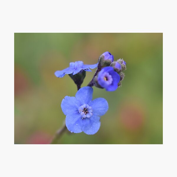 Item preview, Small wonders  designed and sold by Tonia Delozier's Photography .