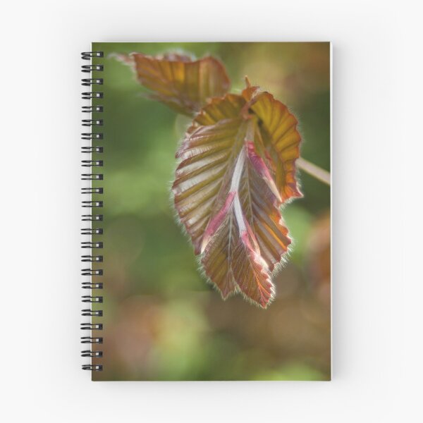 Item preview, Gentle unfolding  designed and sold by steppeland.