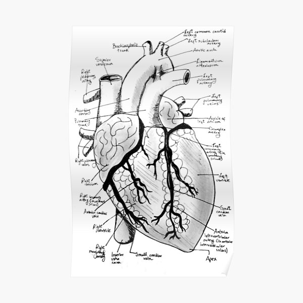 Labeled Heart Poster