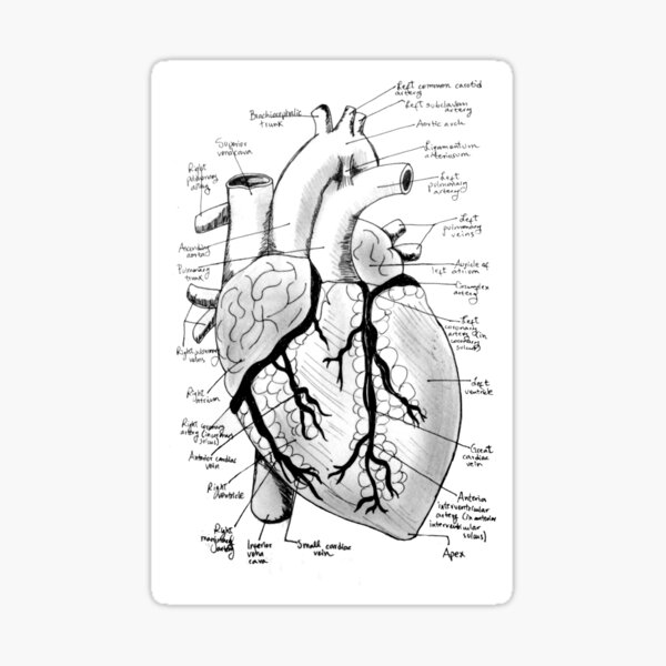 Labeled Heart Sticker