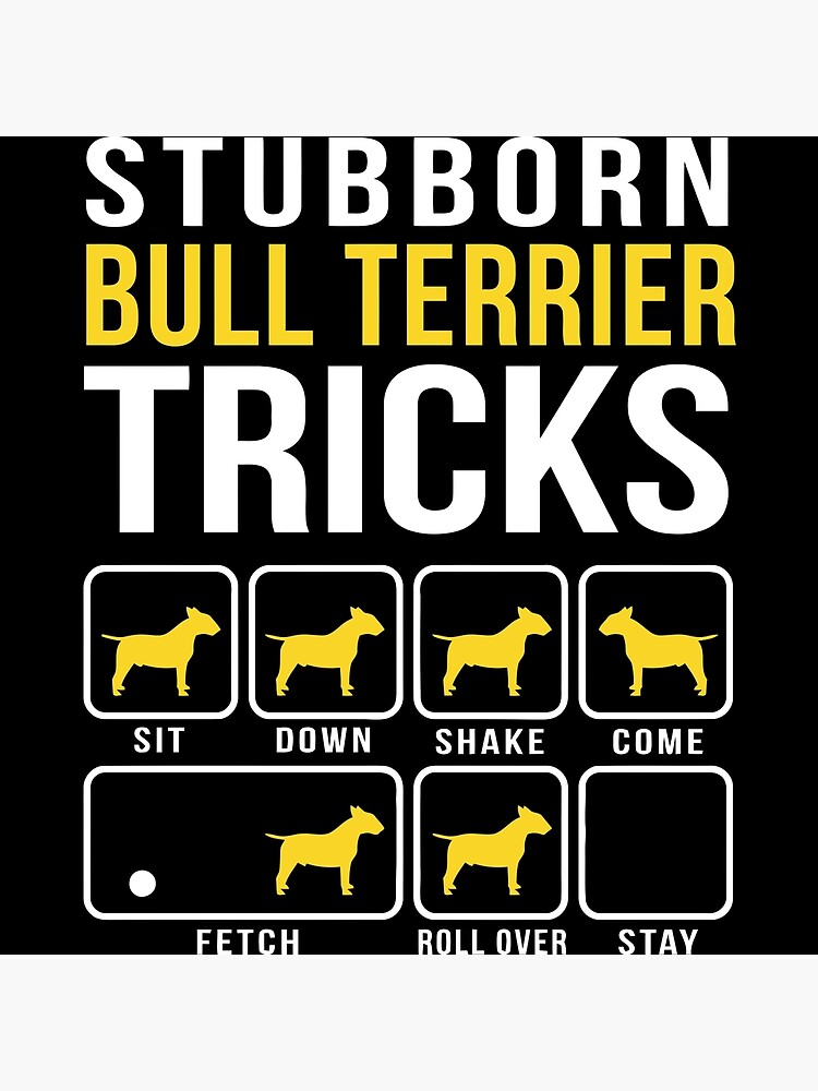 Bull terrier sale stubborn