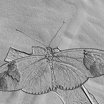 Artwork thumbnail, Postman Butterfly by LINAJAMISON
