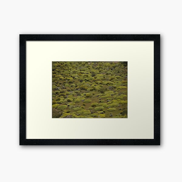 Yareta Framed Art Print