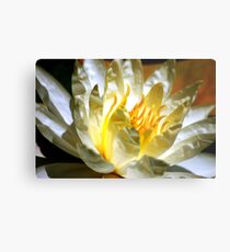 White waterlily (Nymphaea odorata rosea) Metal Print