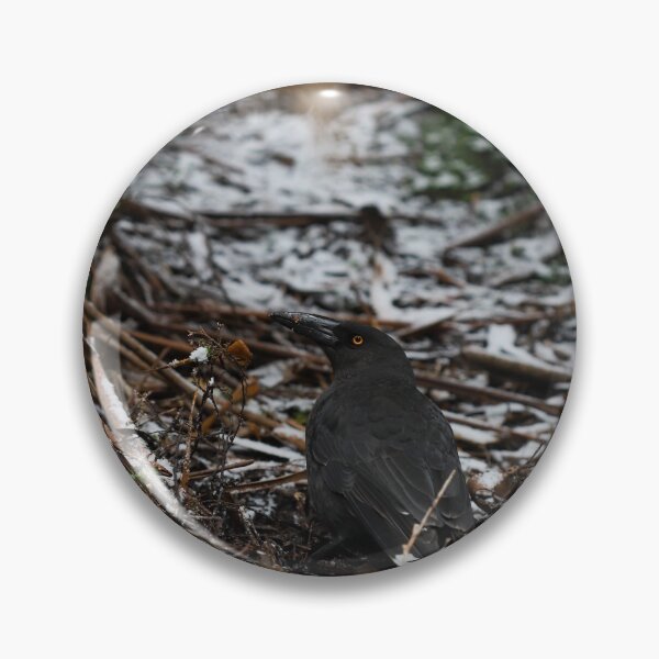 Item preview, Currawong Bird  designed and sold by Cosmic  Fox Photography.