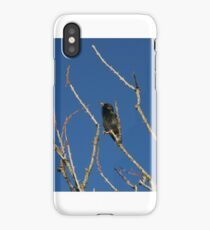 Local bird sitting pretty iPhone Case/Skin