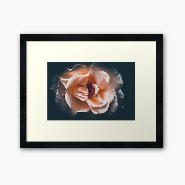 Item preview, Rose designed and sold by kasthu.