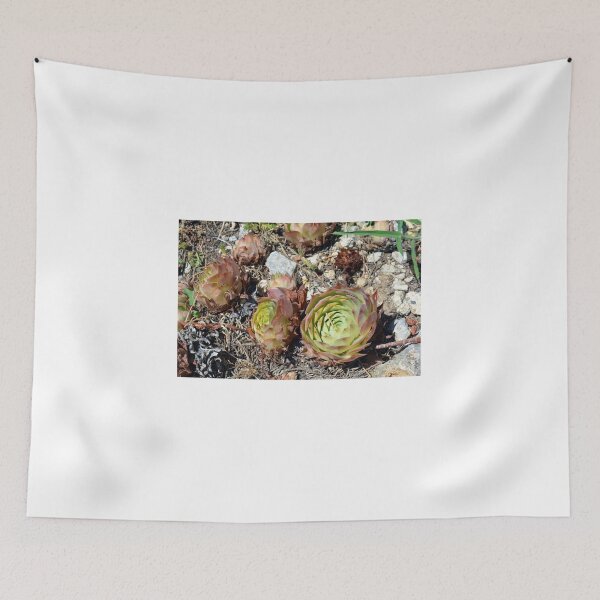 Item preview, Succulents in the park designed and sold by oanaunciuleanu.