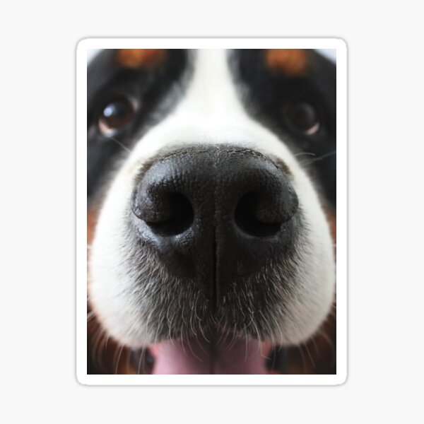 Item preview, Bernese Mountain Dog designed and sold by jadelen.