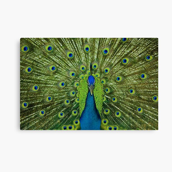 Peacock Feather Canvas Prints | Redbubble