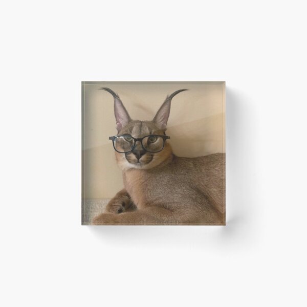 Item preview, Studious Floppa designed and sold by Karcer.