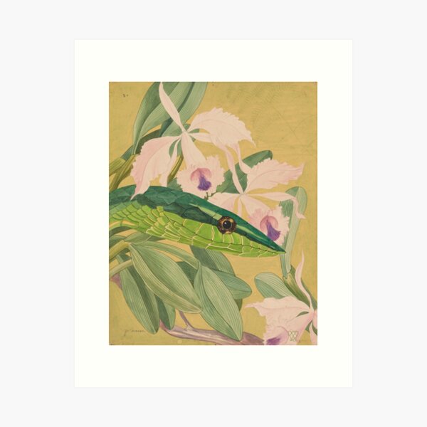 Green Vine Snake Art Print