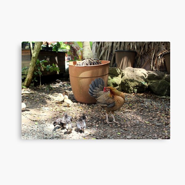 Waikane Chickens Canvas Print