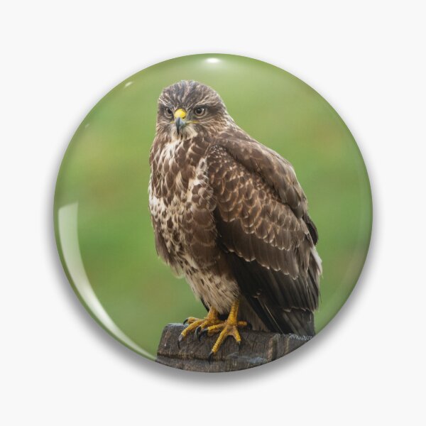 Item preview, Common Buzzard designed and sold by karmardesigns.
