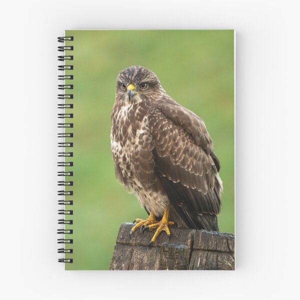 Item preview, Common Buzzard designed and sold by karmardesigns.