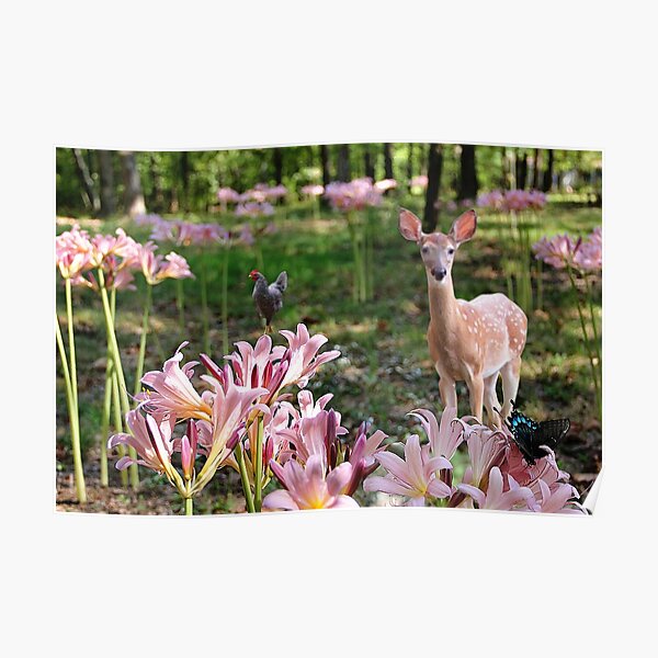 Ozark Country Garden Poster