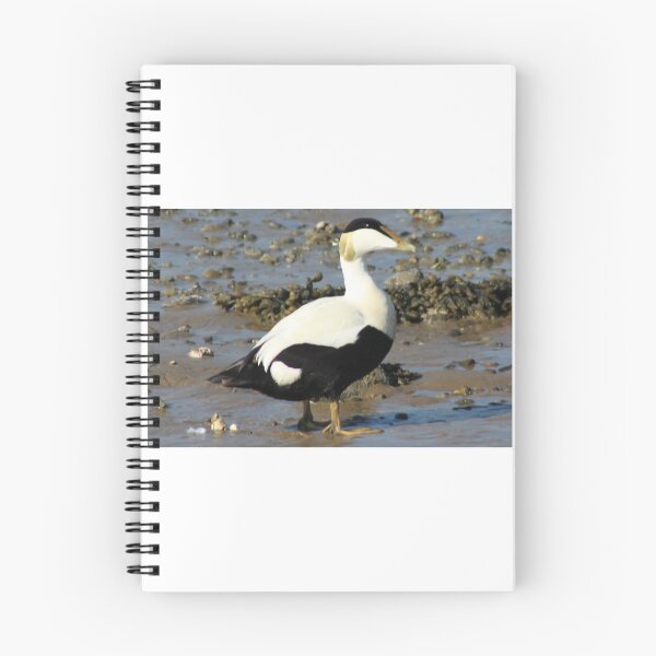 Item preview, Eider Duck designed and sold by beavo.