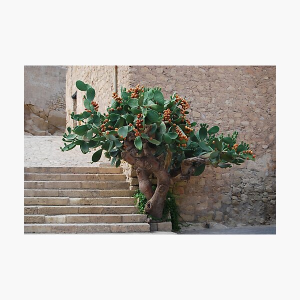 Prickly Pear Photographic Print