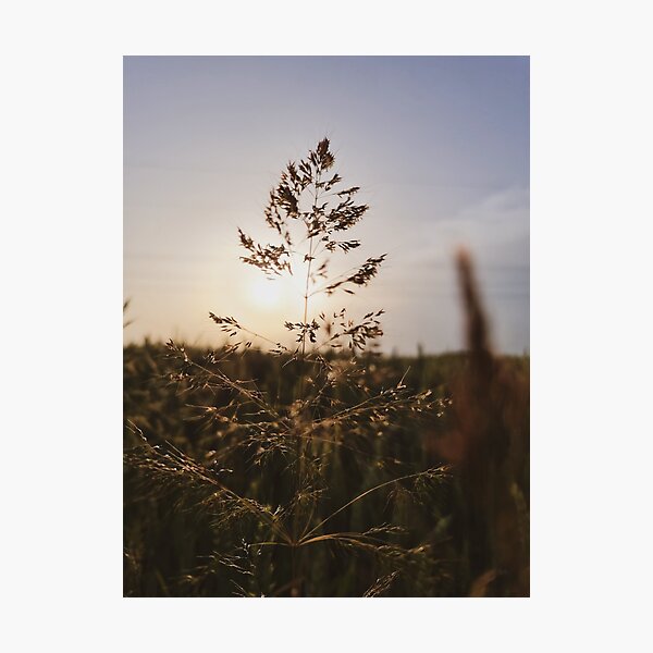 Item preview, Agrostis capilaris designed and sold by masked-ivan.