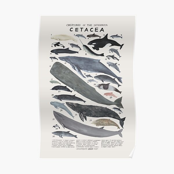 Creatures of the infraorder Cetacea vintage inspired science Poster