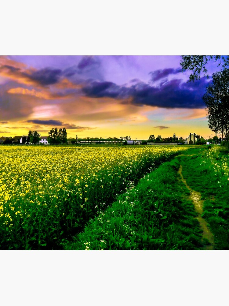 Rapeseed Sunset by ScenicViewPics