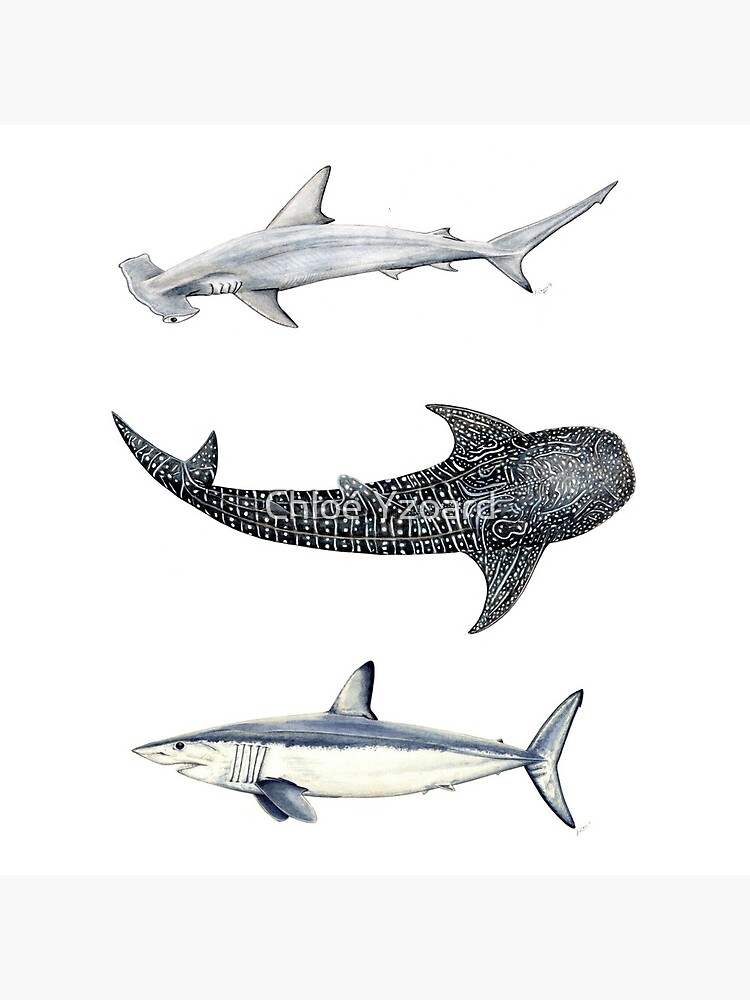 Thumbnail 5 of 5, Coasters (Set of 4), Shark trio: hammerhead shark, whale shark and mako shark designed and sold by CHLOEYZOARD.