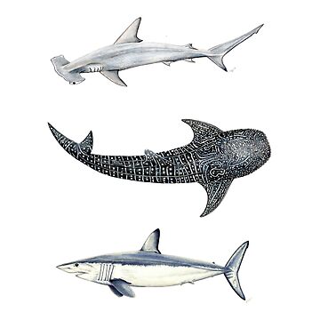 Artwork thumbnail, Shark trio: hammerhead shark, whale shark and mako shark by chloeyzoard