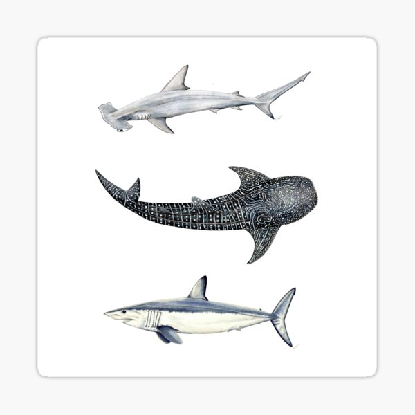 Item preview, Shark trio: hammerhead shark, whale shark and mako shark designed and sold by chloeyzoard.