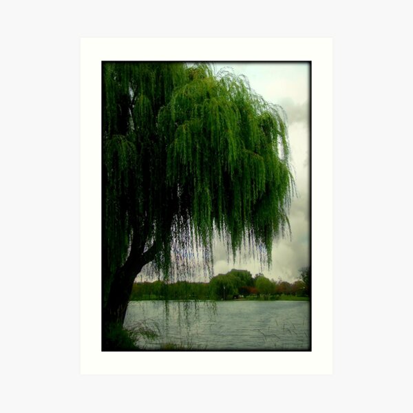 My beautiful weeping willow © Art Print