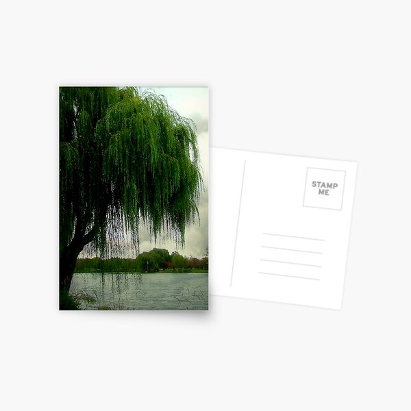 My beautiful weeping willow © Postcard