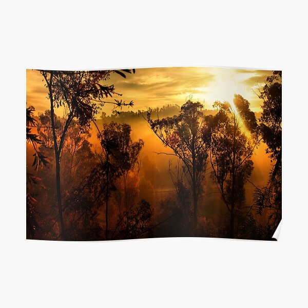 Morning in the Trees Poster