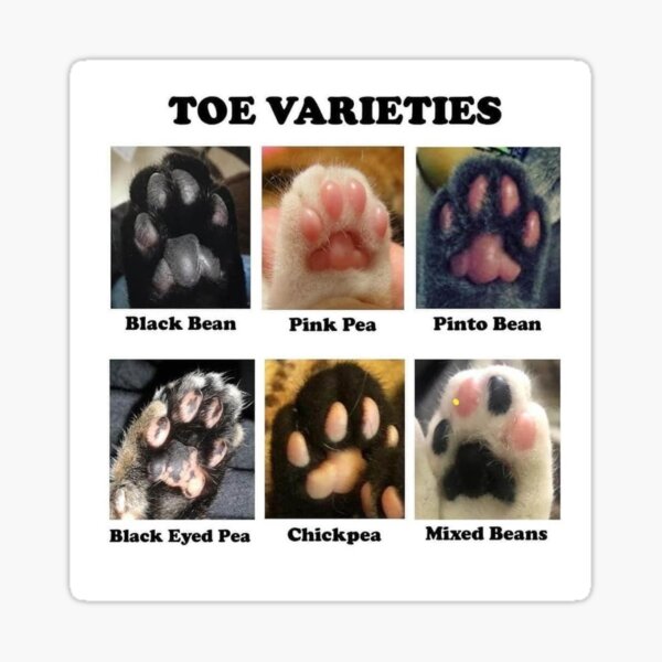 Item preview, TOE BEANS VARIETIES designed and sold by milkymintshoppe.