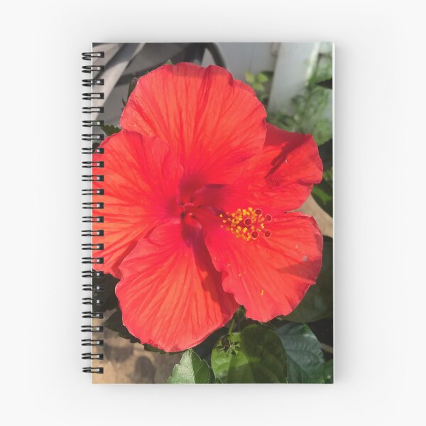 Item preview, Red Hibiscus designed and sold by KacieRochelle.