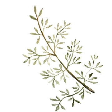Artwork thumbnail, Branch by PatternTree