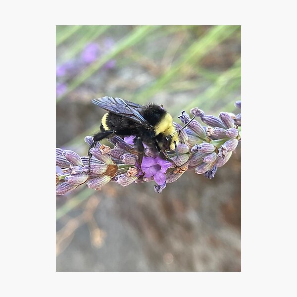 Bee Art Photographic Prints Redbubble