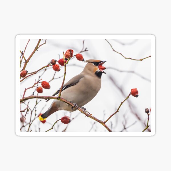 Item preview, Waxwing designed and sold by MikeSquires.