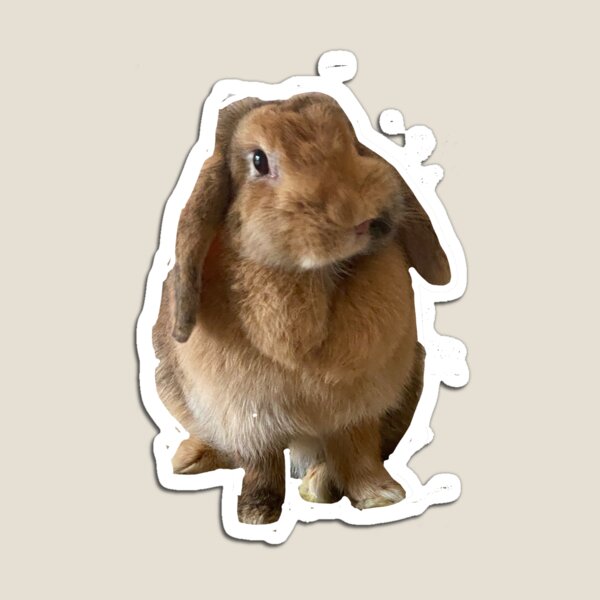 Artikelvorschau, Ingwer/Schwarz/Weiß Mini Lop Bunny entworfen und verkauft von Bunnos.