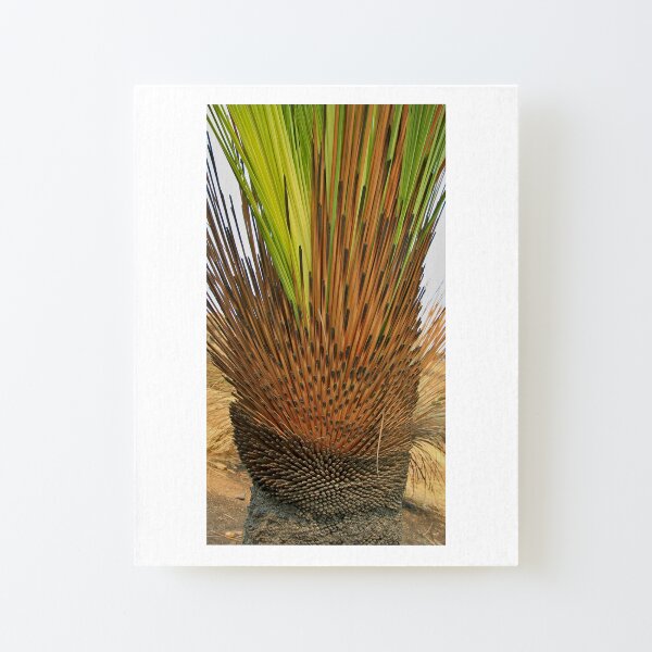 After 2020 Kangaroo Island Fire - Burnt Yakka Canvas Mounted Print