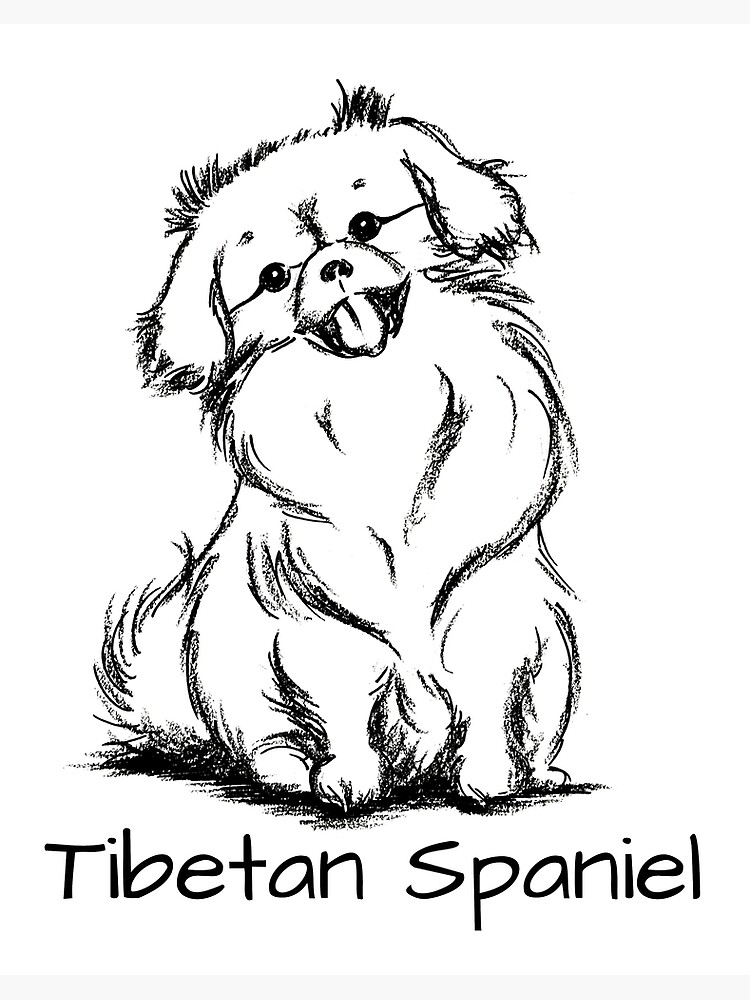 Beautiful Tibetan Spaniel Drawing Art Design