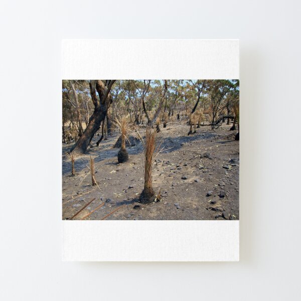 After 2020 Kangaroo Island Fire - Yakka Regrowth Canvas Mounted Print